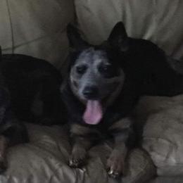 Australian Cattle Dogs from Misty Morning Show Dogs