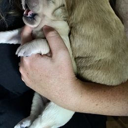 Bernese Mountain Dog and Golden Retriever Puppies from SmallTown Golden Retrievers & Bernese Mountain Dogs