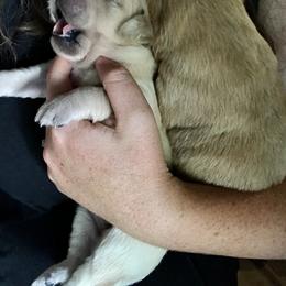 Bernese Mountain Dog and Golden Retriever Puppies from SmallTown Golden Retrievers & Bernese Mountain Dogs