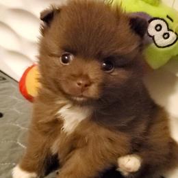 Lilly - Chocolate sable female Pomeranian puppy in Forsyth, Illinois from Amazing Grace Pomeranians