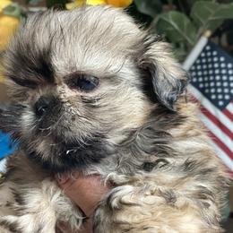 Boy 4 Ace - Liver male Shih Tzu puppy in Troy, Michigan from "Shihtzu Best Friend"