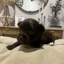 Mocha Rose - Chocolate, tan and white female Yorkshire Terrier puppy in Calhoun, Georgia from Peach State Yorkies