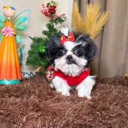 Samantha - Black and white female Shih Tzu puppy in Phoenix, Arizona from Spoiled Shih Tzu