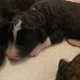 Sheepadoodle Puppies from Sydney Schneider