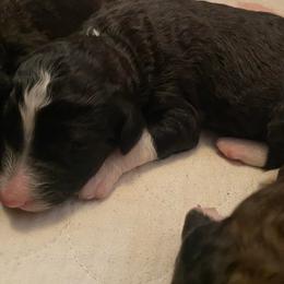 Sheepadoodle Puppies from Sydney Schneider