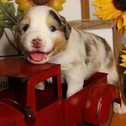 Australian Shepherd Puppies from Haulin' Auss Shepherds