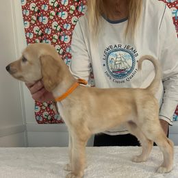Orange - Cream female Afghan Hound puppy in Ocala, Florida from Whirlaway's Ranch