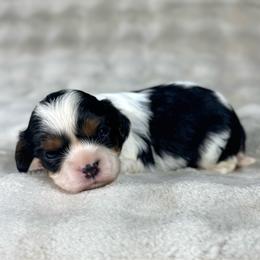 Lady - Black and tan female Cavalier King Charles Spaniel puppy in Bedias, Texas from JSK Aussie and Cavaliers