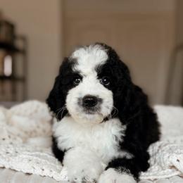 Rainier, Boy - Black and white male Bernedoodle puppy in Maricopa, Arizona from Desert Ridge Doodles