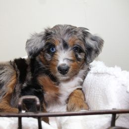 Aussiedoodle Puppies from Aussie Paws