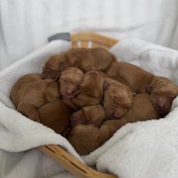 Male 3 - Dark golden male Golden Retriever puppy in Utah from Deseret Peak Goldens