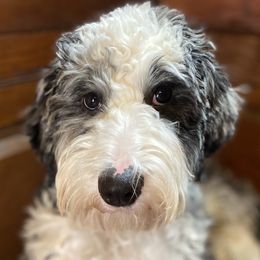 Bernedoodles and Labradoodles from Zehr’s Labradoodles