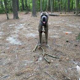 ICE - Cane Corso