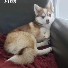 Finn - Pomsky