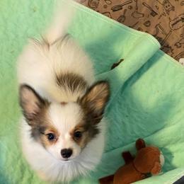 Clark - White and sable male Papillon puppy in Central Florida, Florida from Sunshine Papillons