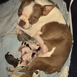 Boston Terrier puppies from Campos Farms