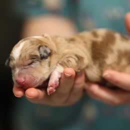 Cleric - Sable merle Border Collie puppy in South Carolina from Blackbird Kennels