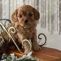 Cavapoo puppies from Heavn Sent Acres