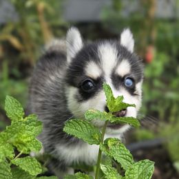 Akela - Black and white male Pomsky puppy in Kennewick, Washington from Nebula Ranch Pomskies