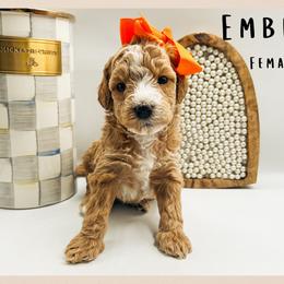 Ember - Red  female Goldendoodle puppy in Hilton, New York from The House of Goldendoodle