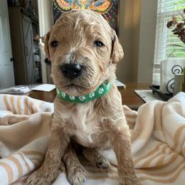 Hamlin - Apricot male Goldendoodle puppy in Chattanooga, Tennessee from Scenic City Doodles