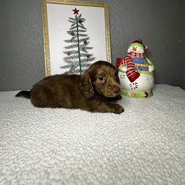 J-Ray - Brindle male Dachshund puppy in Tahlequah, Oklahoma from Quick Little Dachshunds