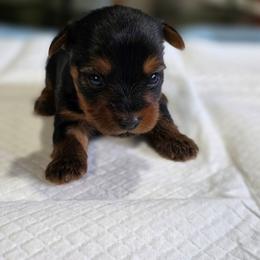 Tiny's Boy 3 - Black and tan male Yorkshire Terrier puppy in Aiken, South Carolina from Sio's Yorkies