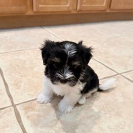 Jet - Black and white male Havanese puppy in Apopka, Florida from Dunhill Havanese