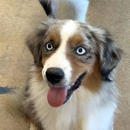 Freya - Miniature American Shepherd