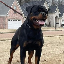 Nate - Rottweiler