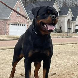 Nate - Rottweiler