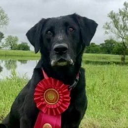 Labrador Retrievers from Wight Lightning Retrievers