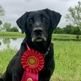 Labrador Retrievers from Wight Lightning Retrievers