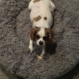 Cavalier King Charles Spaniel Puppies from Heavenly Cavaliers
