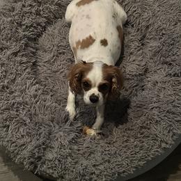 Cavalier King Charles Spaniel Puppies from Heavenly Cavaliers