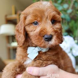 Skipper - Red  male Goldendoodle puppy in Salado, Texas from Red Ranch Dogs