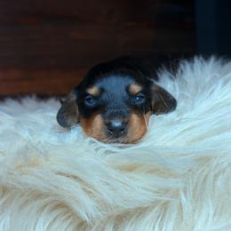 Wren - Black and tan male Dachshund puppy in Washburn, Tennessee from Clinch Mountain Dachshunds