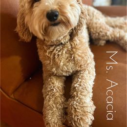 Acacia - Goldendoodle