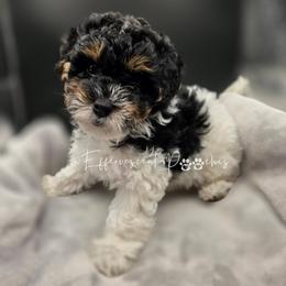 Marie - Parti female Yorkipoo puppy in Coolidge, Arizona from Effervescent-Pooches