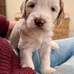 Girl 3 - Cream female Australian Labradoodle puppy in Bend, Oregon from High Desert Labradoodles