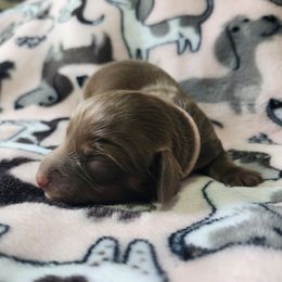 Eloise - Pink Collar - Chocolate and tan female Dachshund puppy in Wisconsin from Poppy's Darling Dachshunds