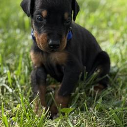 Armani - Black and rust male Doberman Pinscher puppy in Winchester, Ohio from 32 Farms