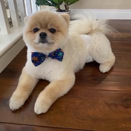 Dad - Pomeranian