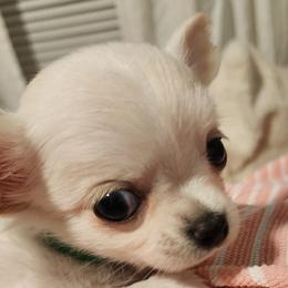 Fudge - Cream male Chihuahua puppy in Jacksonville, Florida from Precious Paws of Florida - Chihuahuas
