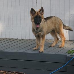 Shiloh Shepherd Puppies from Solace Shilohs