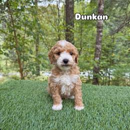Duncan - Red  male Goldendoodle puppy in Roseburg, Oregon from Dbos Furry Friends