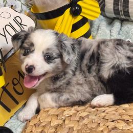 Palmer - Blue merle male Miniature Australian Shepherd puppy in California from Eagle River Aussies