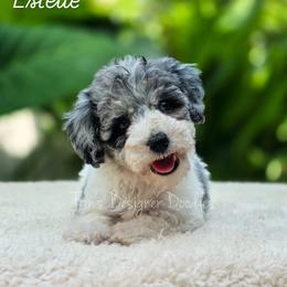 Estelle - Blue merle female Aussiedoodle puppy in Centreville, Mississippi from Trin's Designer Doodles