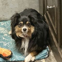 Willa - Toy Australian Shepherd