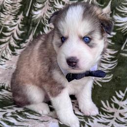 Breezy - Wolf sable male Pomsky puppy in Venus, Pennsylvania from Hemlock Pines Pomsky